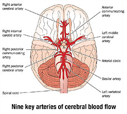 nine-key-arteries