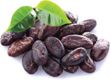 cacao