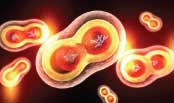 cells