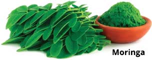 moringa