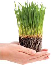 wheatgrass