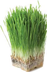 wheatgrass
