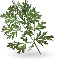 artemisia
