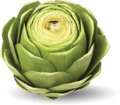 artichoke