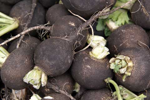 black-radish