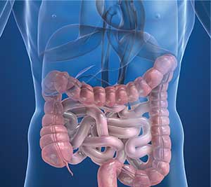 intestines