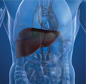 liver