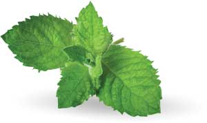 peppermint