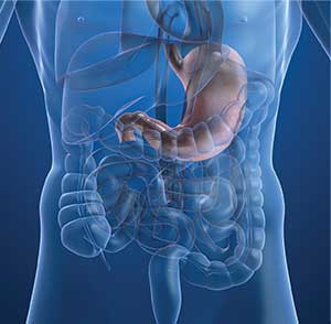 stomach
