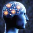 brain