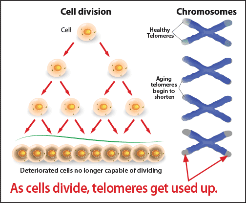 cell division