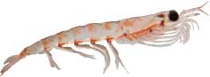 krill