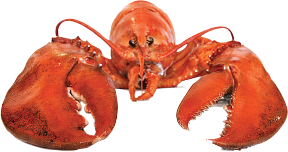 lobster