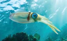 squid