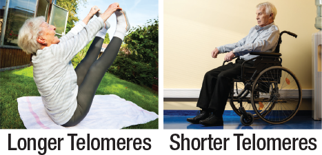 telomeres