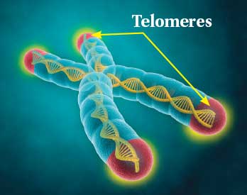 telomeres