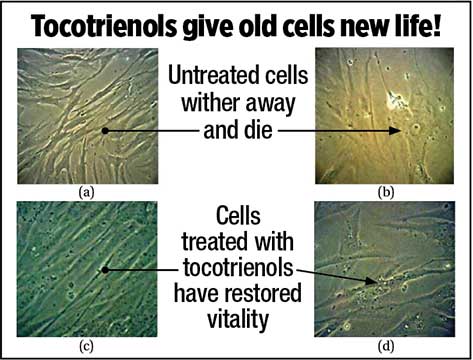 tocotrienols