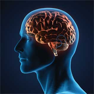 brain-lg