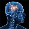 brain