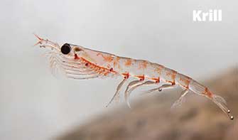 krill-pic